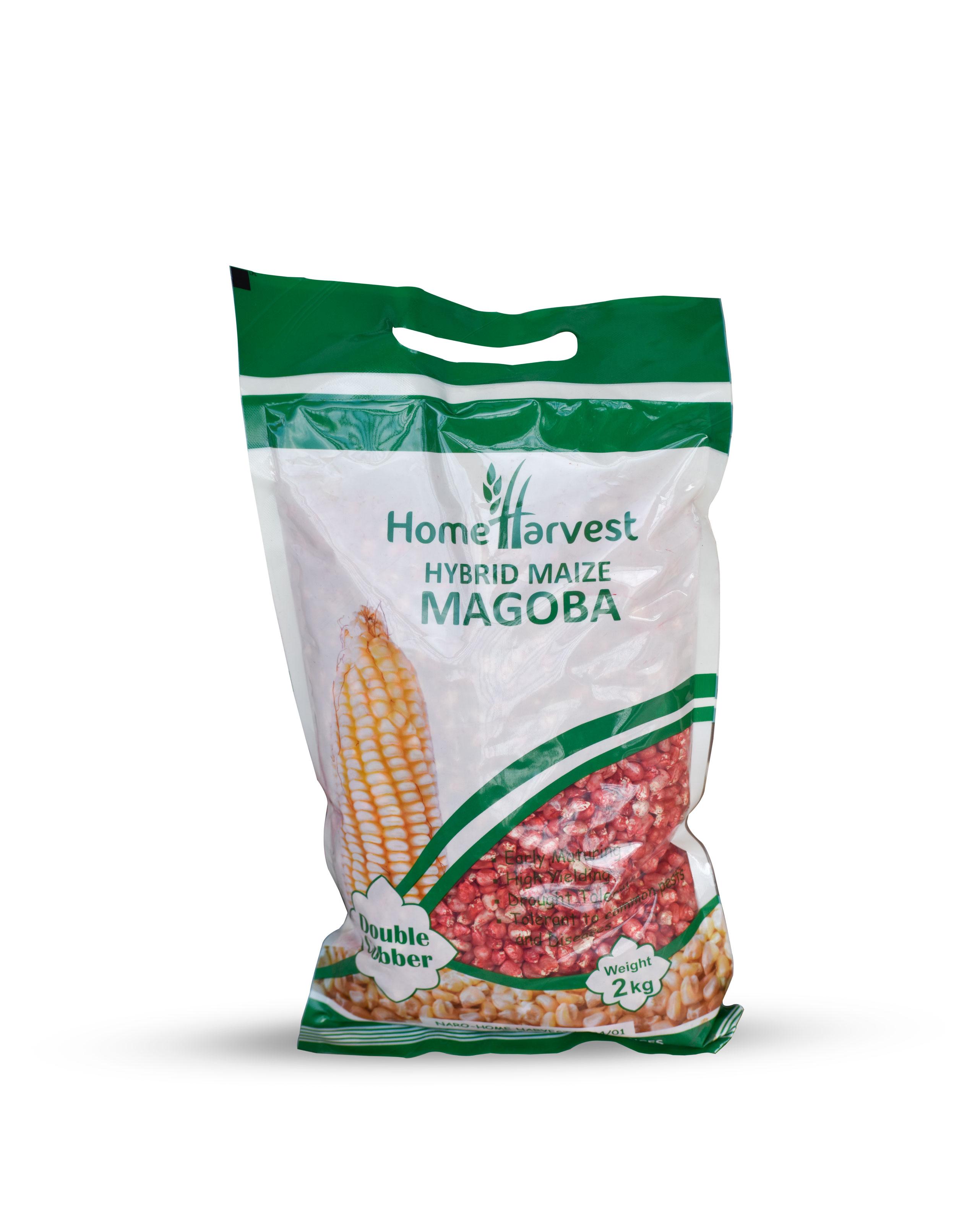 🌽 Plant the Future Today with MAGOBA Hybrid Maize – The Season Is Now! - Cover Image